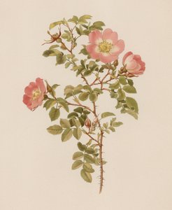 English Rose by English School